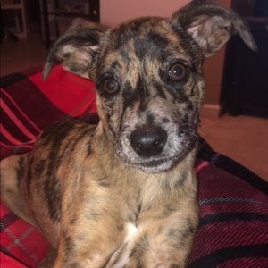 Meet your Posher, Sydney